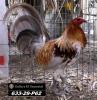 Foto de Gallera El Semental-venta de gallos combate