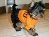 Foto de Yorkie