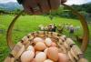 Foto de Granja avicola " el mirador"